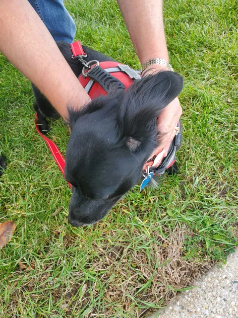 Cass County Animal Control