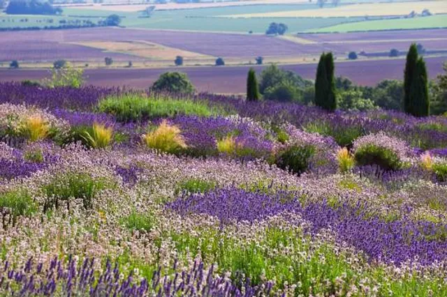 Yorkshire Lavender