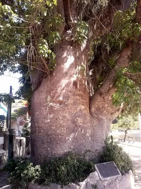 Maria Gorda tree