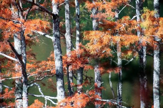 Henry Fork River Park