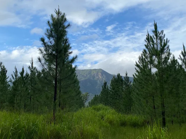 Cardwell forest drive