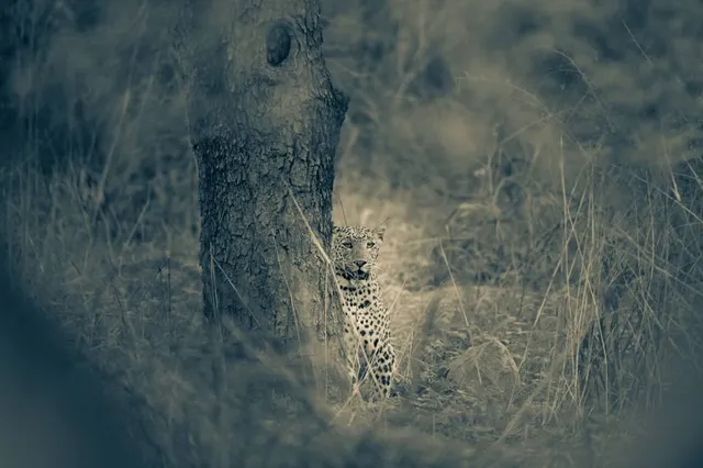 Amagarh Leopard Reserve