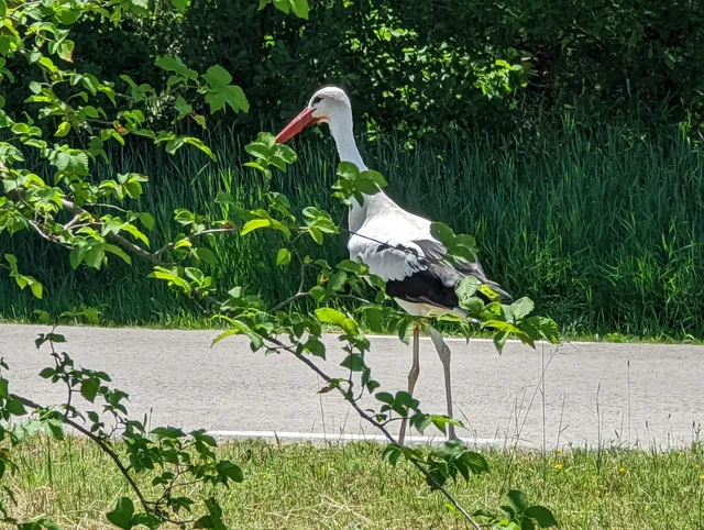 Santa Maria de Merlès