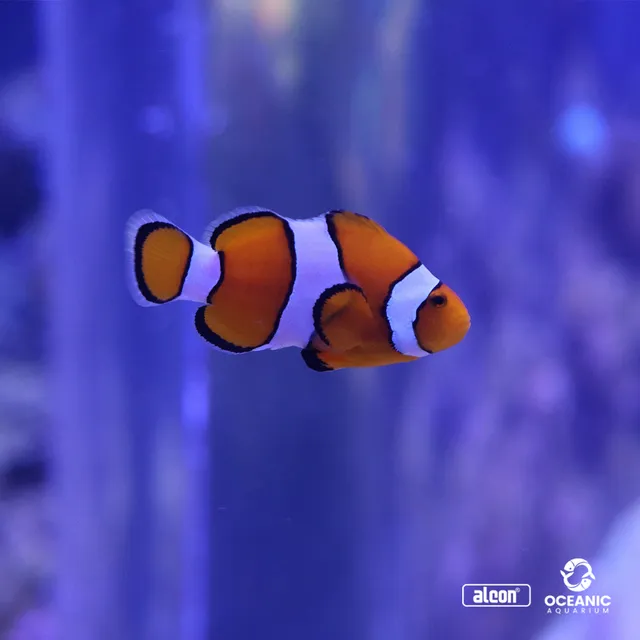 Oceanic Aquarium