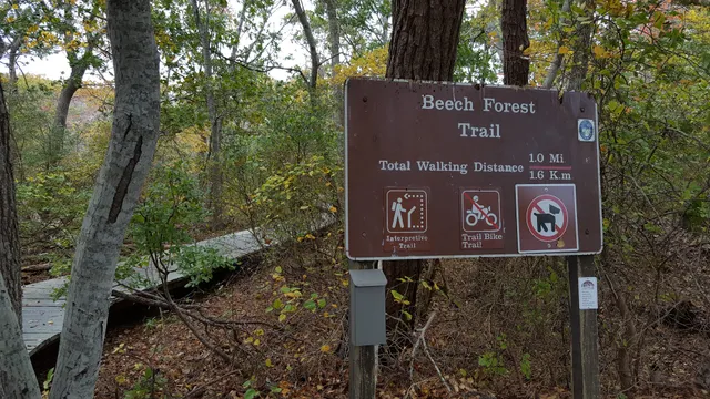 Beech Forest Trail