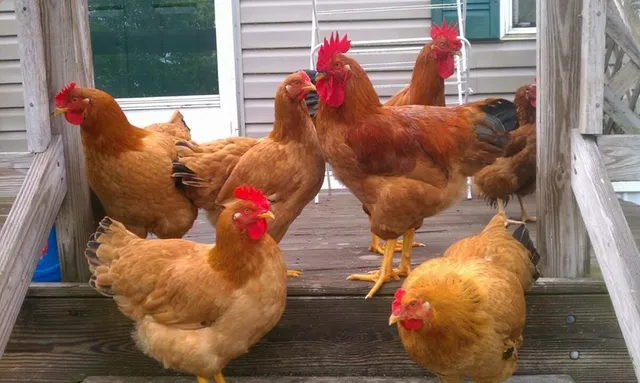 Best Rooster Live Poultry, Inc.