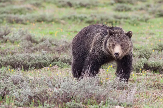 Jackson Hole Wildlife Safaris