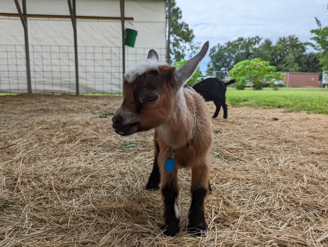 Wildflower Farm Orlando