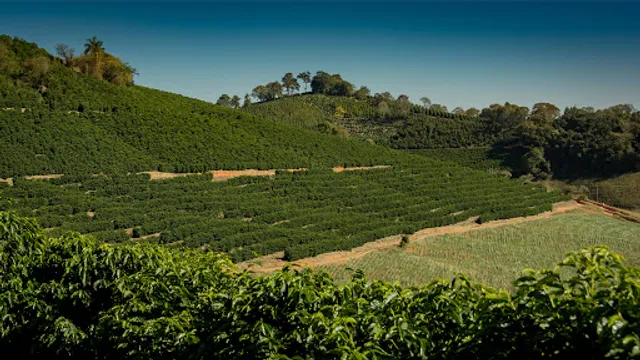 Pereira Villela Cafés