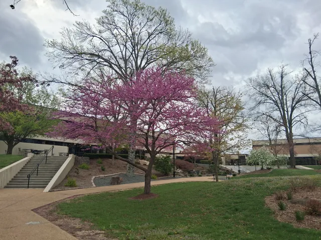 Mineral Area College