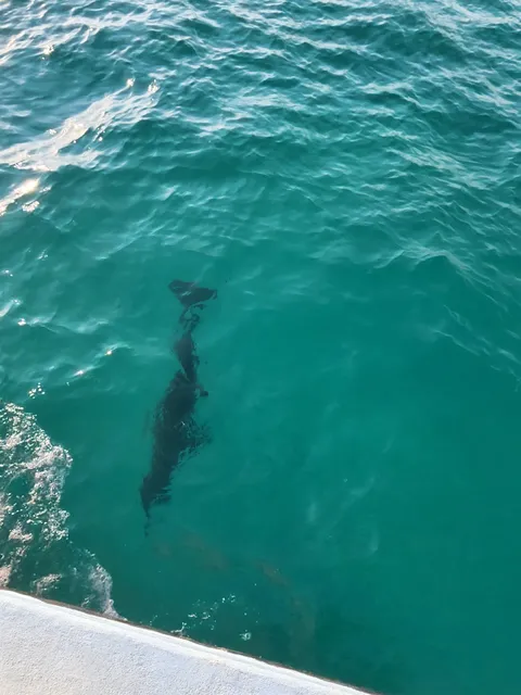 Destin Sea Shell Adventures