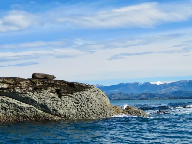 Seal Kayak Kaikoura