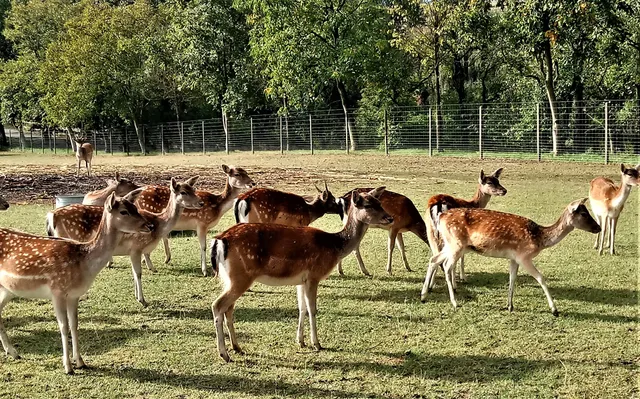 Wildgehege Obergoseln