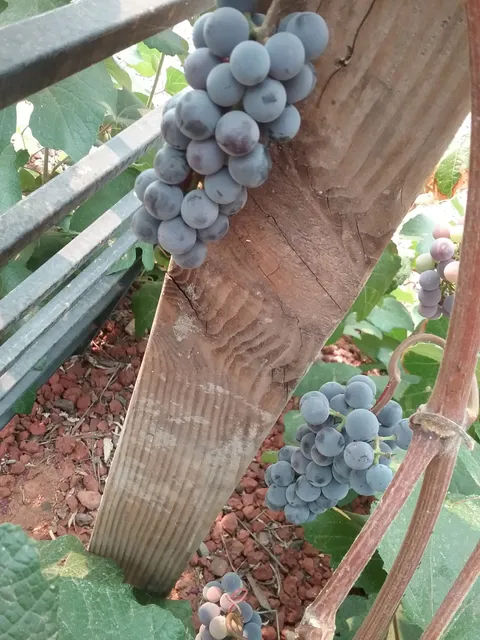 Wild Oak Vineyard & Winery