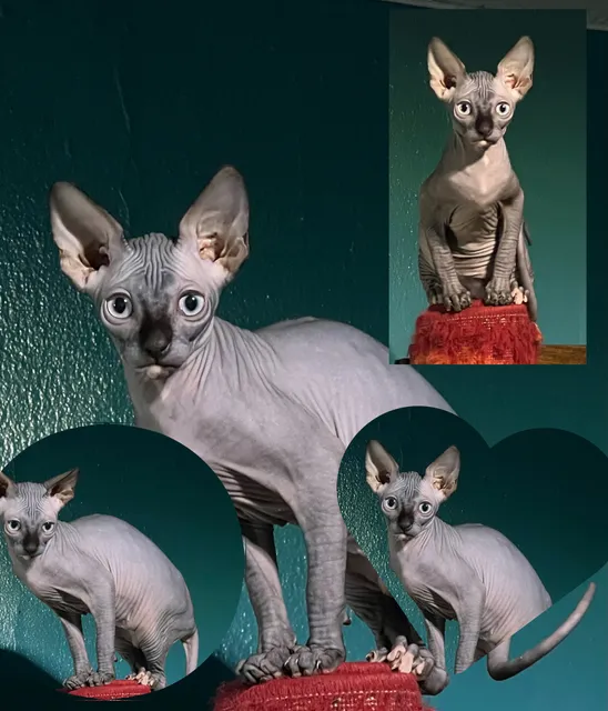 “Azzurro Cattery – Sphynx & Devon Rex Kittens in Brooklyn, NYC”