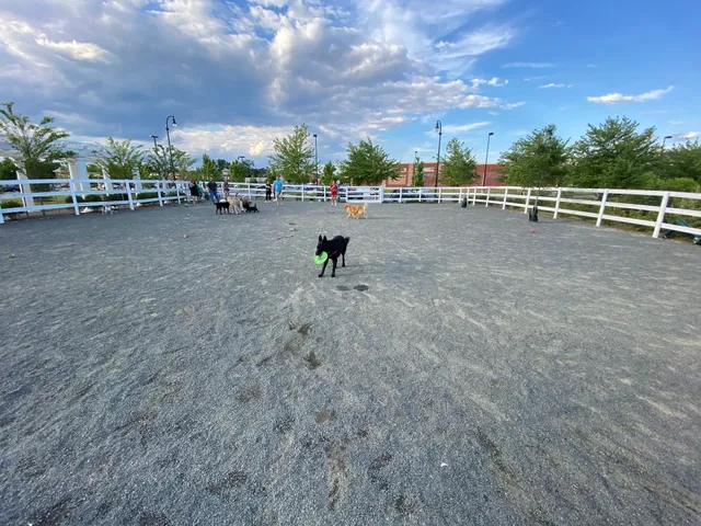 Dog Park