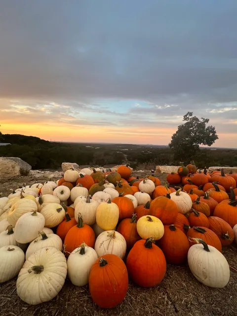 Bird Haus Farms Pumpkin Patch