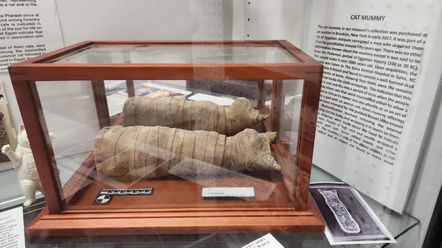 American Museum of the House Cat