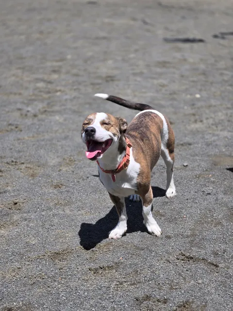 Hilltop Reservation Dog Park