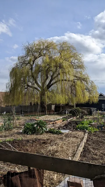Hillman City P-Patch Community Garden