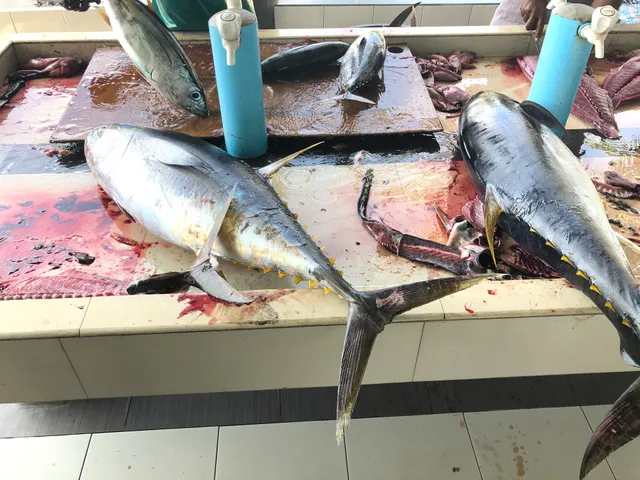 Mas Maarukeytu (Fish Market)