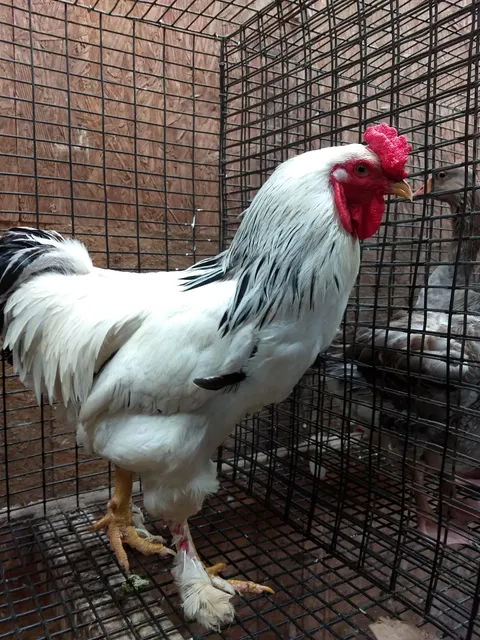 Palmyra Livestock Market