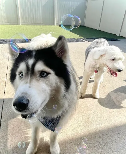 Red Dog Pet Resort & Spa Boston