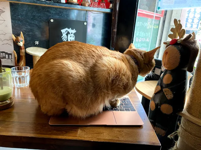 Mask Cat Cafe