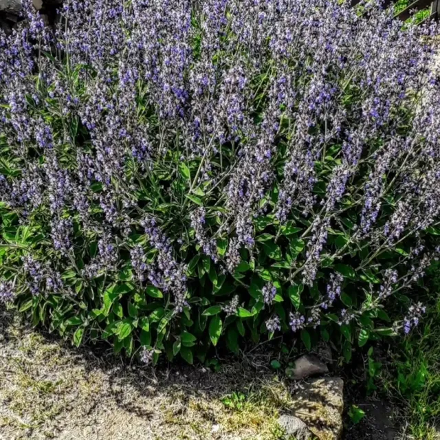 Bonaccattu/Bonarcado