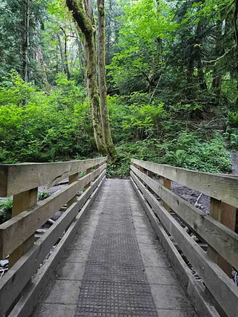 Cougar Mountain Indian Trail