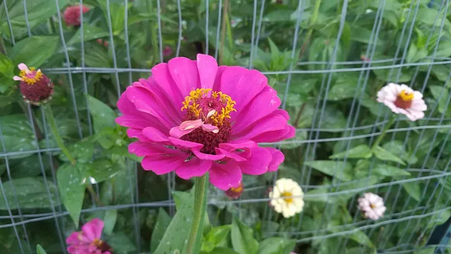 Dr. Robert E. Purnell Community Gardens