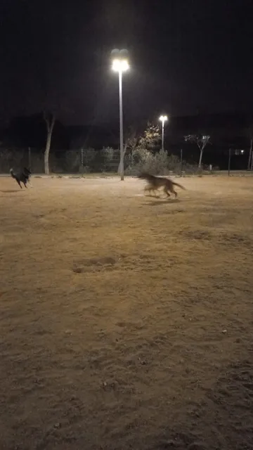 Área canina del parque Gilitos