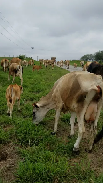 Knolle Dairy Farms Inc