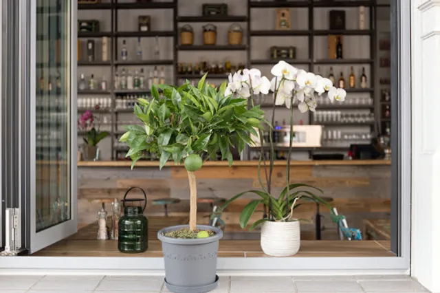 Kritos Meze & Wine Bar