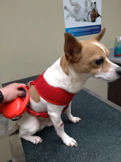 Chippewa Veterinary Clinic SC