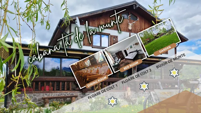 Floare de Colt Rasnov Valea Glejeriei