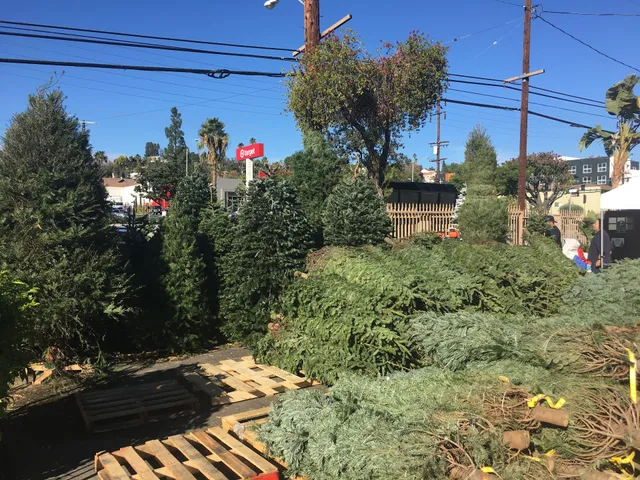 Mount Eagle Christmas Tree Lot