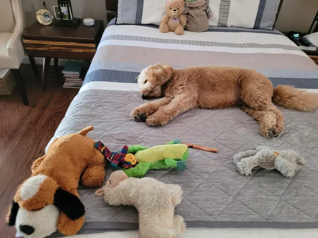 FurBabies Resort and Spa