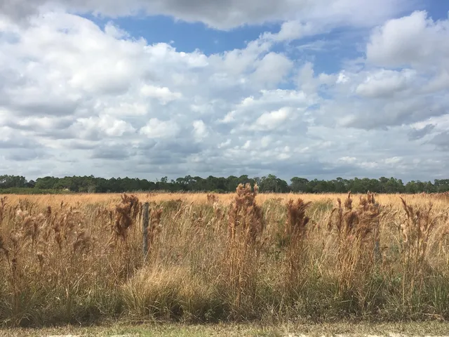 Lake Wales Ridge Wildlife and Environmental Area - Henscratch