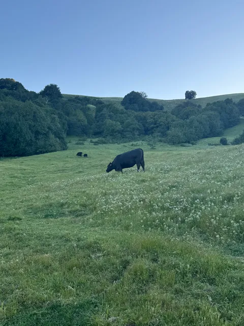 Las Trampas Elderberry Trailhead