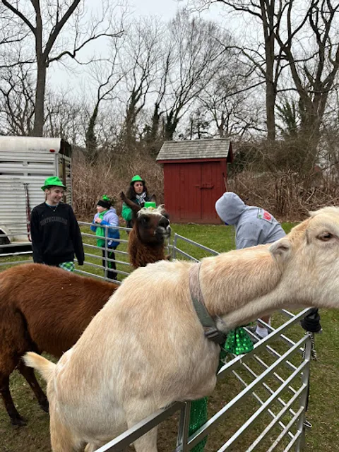 Steppin Out Ponies and Petting Zoo (We are a traveling petting zoo)