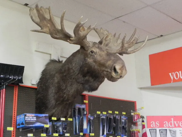 Wilcox Lumber Do it Center