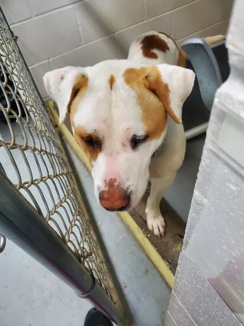 West Columbia Gorge Humane Society