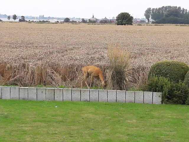 Seeblick-Apartments Dassau