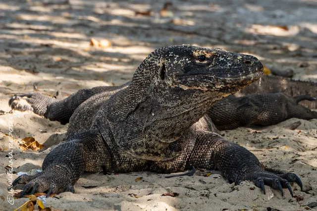 Komodo Island