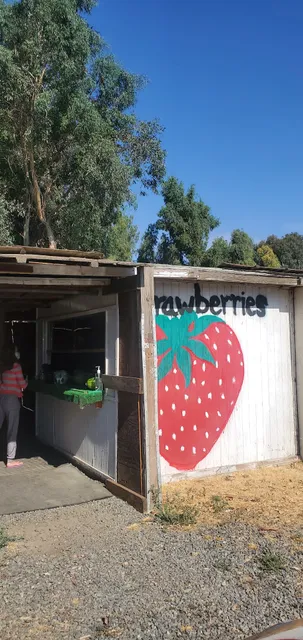 KS Strawberries Stand