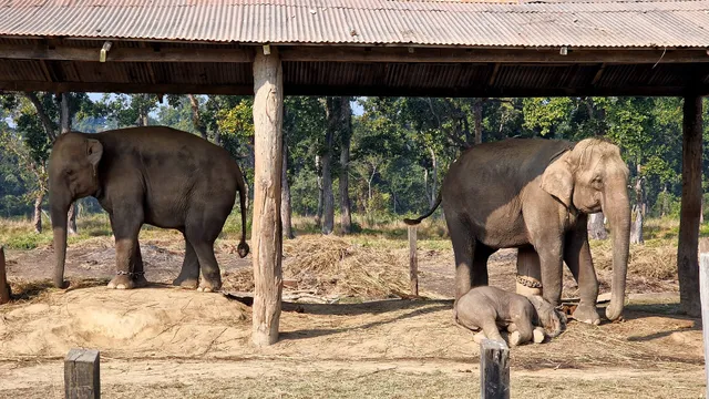 Elephant Breeding Center