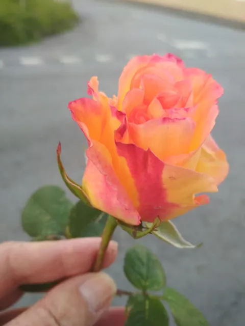 As Rosas de Santa Isabel