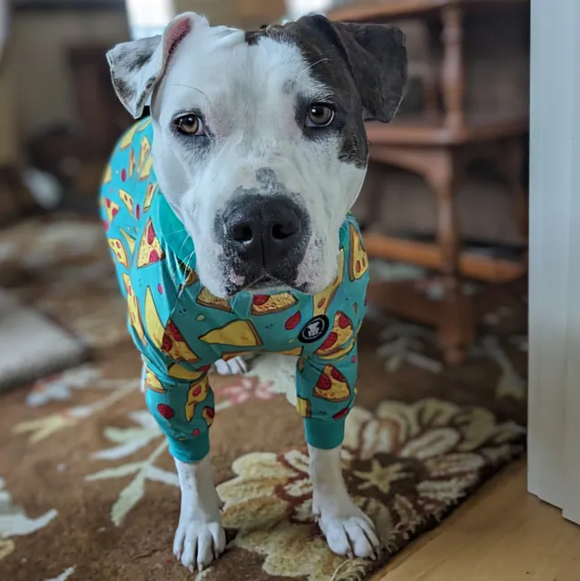 Friends of the Animals