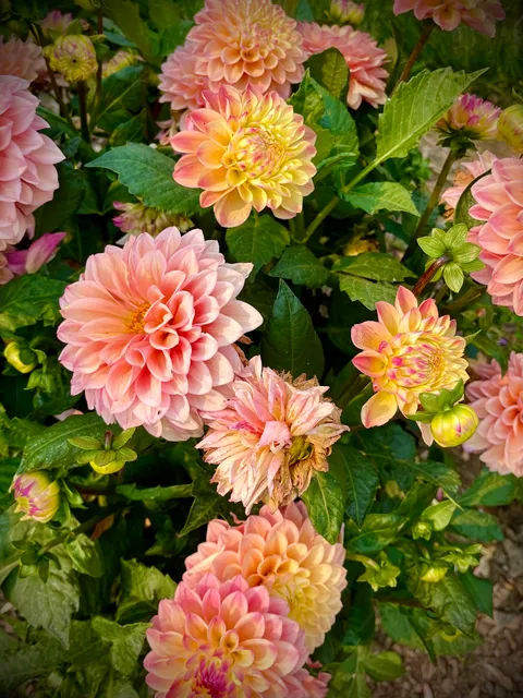 Skagit Valley Farmers Market